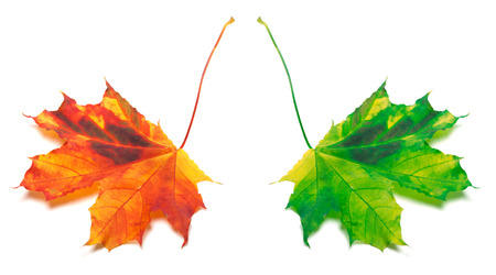Orange and green yellowed maple-leaf. Isolated on white background