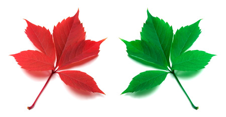 Red and green virginia creeper leaves isolated on white backgroundの写真素材