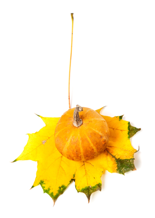 Decorative pumpkin on autumn maple-leaf. Isolated on white backgroundの写真素材