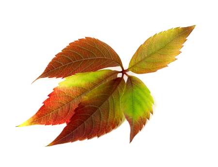 Autumn multicolor grapes leaf (Parthenocissus quinquefolia foliage). Isolated on white background.の写真素材