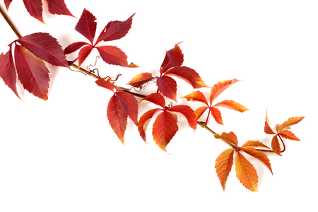 Branch of red autumn grapes leaves. Parthenocissus quinquefolia foliage. Isolated on white background.の写真素材