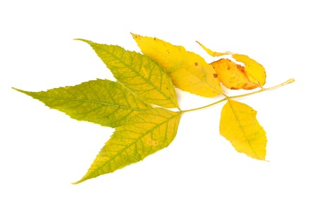 Yellowed autumn leaf isolated on white backgroundの写真素材