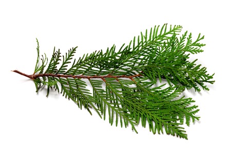 Thuja branch isolated on white background