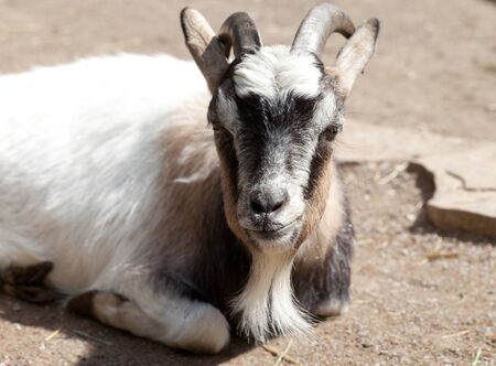 Goat resting in sun dayの写真素材