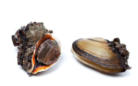 Veined rapa whelk and anodonta (river mussels). Isolated on white background.の写真素材