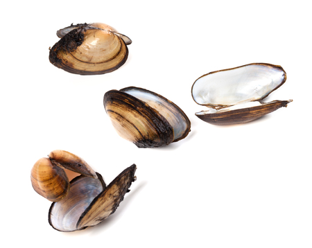Shells of mussels  isolated on white background