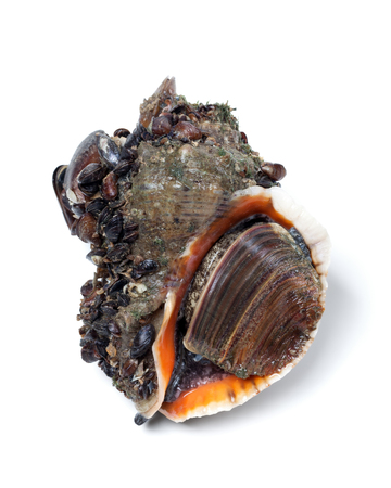 Veined rapa whelk overgrown with small mussels. Isolated on white backgroundの写真素材