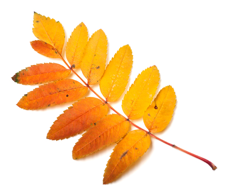 Multicolor autumn rowan leaf. Isolated on white backgroundの写真素材