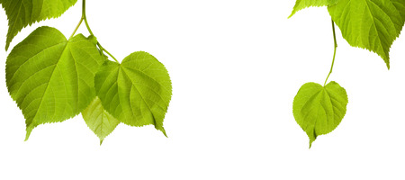 Spring tilia leaves isolated on white background with copy spaceの写真素材