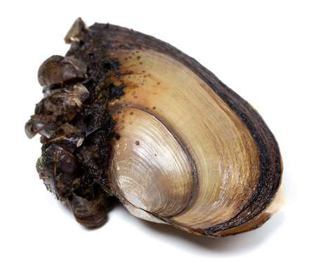 Anodonta (river mussels) covered with small mussels. Isolated on white background.の写真素材