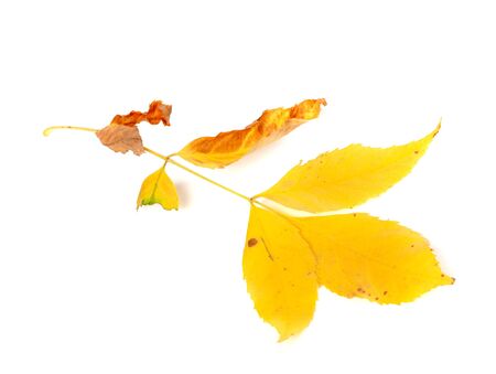 Dry yellow ash-tree leaves. Isolated on white backgroundの写真素材