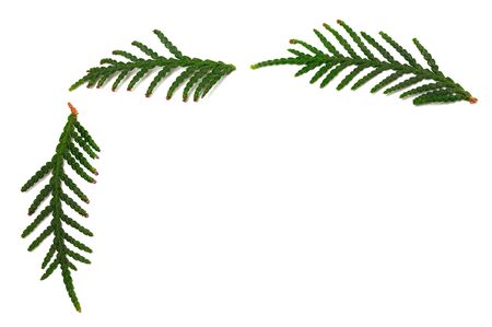 Twigs of thuja isolated on white background with copy space