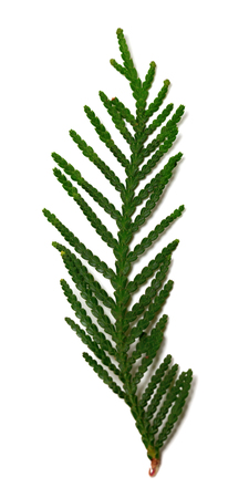 Thuja branch isolated on white background. Selective focus.