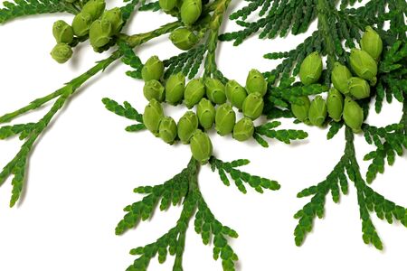 Green twig of thuja with cones isolated on white background. Close-up view.の写真素材