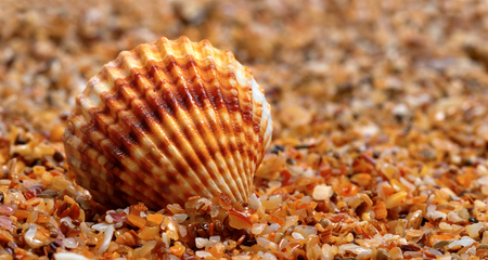 Seashell on sand at sunny nice dayの写真素材