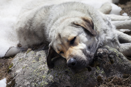 Homeless dog sleeps on stone for pillow