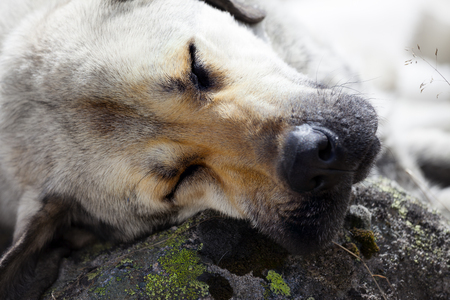 Homeless dog sleeps on stone for pillow. Close up view.の写真素材