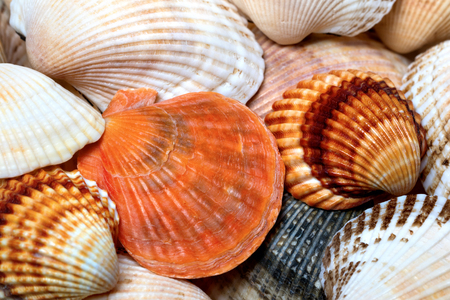 Background of seashells. Shells of anadara and scallop.