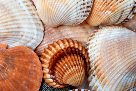 Shells of anadara and scallop. Natural background.