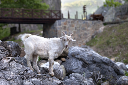 Young white goat on stones in eveningの写真素材