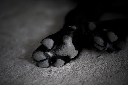 Black and white dog paw pads. Close-up view.の写真素材