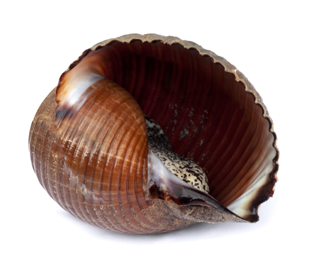 Very large live sea snail (Tonna galea or giant tun) isolated on white background.の写真素材