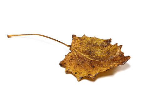 Autumn dried quaking aspen (Populus tremula) leaf. Isolated on white background.の写真素材
