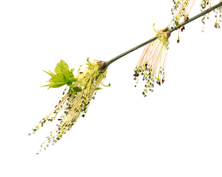Flowering spring twigs of maple tree with young leaves in wind. Isolated on white background. Selective focus.の写真素材