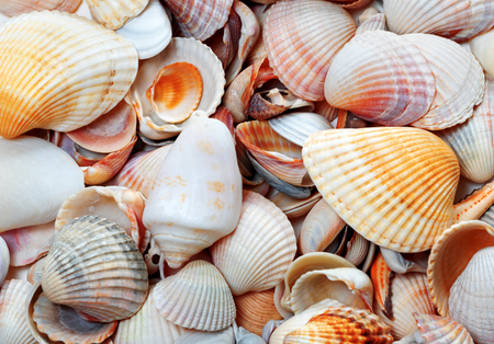 Seashells at sun summer day. Natural background.
