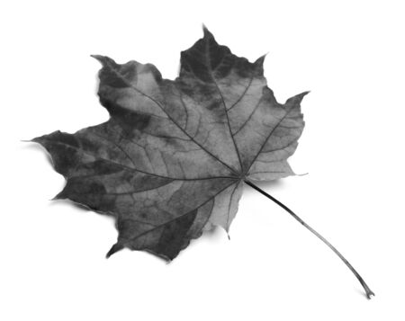 Black and white maple-leaf isolated on white backgroundの写真素材
