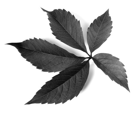 Black and white grapes leaf (Parthenocissus quinquefolia foliage). Isolated on white background.の写真素材