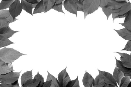 Black and white leaves frame isolated on white background. Virginia creeper leaves.の写真素材
