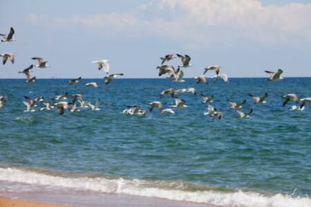 Blurred view of flock of seagulls flying over sea at sun summer day. Use as backgroundの写真素材