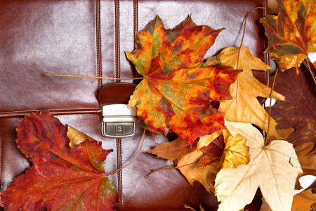 Brown leather briefcase and autumn dry leavesの写真素材