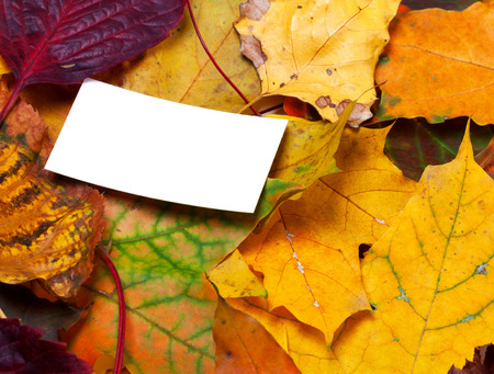 Autumn multicolored leafs with white empty cardの写真素材