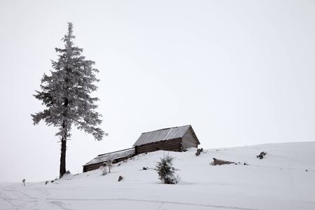 Old snow-covered wooden huts and lonely standing frozen pine in winter snow mountains with gray fog sky at morning. Ukraine, Carpathian Mountains. Remote location.の写真素材