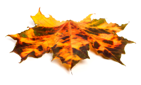 Multicolor autumnal maple leaf isolated on white background