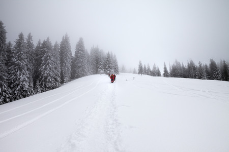 Footpath in snow and hikers going up on snowy slope in snow-covered spruce forest at haze winter day after snowfall. Carpathian Mountains, Ukraine. Remote location.の写真素材
