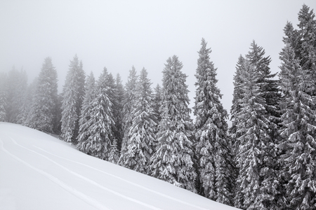 Frozen snow-covered fir forest in fog and snowy slope at gray winter day after snowfall. Christmas Holidays in Carpathian Mountains, Ukraine.の写真素材