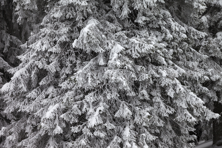 Snow-covered frosty branches of fir-tree in winter forest after snowfallの写真素材