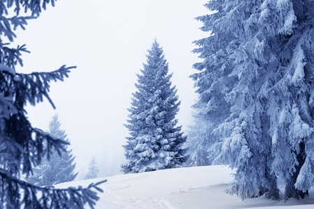 Frozen snow-covered magic forest after snowfall and gray sky in fog at winter day. Carpathian Mountains, Ukraine. Christmas and New Year background. Toned landscape.の写真素材