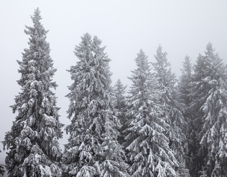 Frozen snow-covered fir forest after snowfall and gray sky in fog at winter day. Carpathian Mountains, Ukraine.の写真素材
