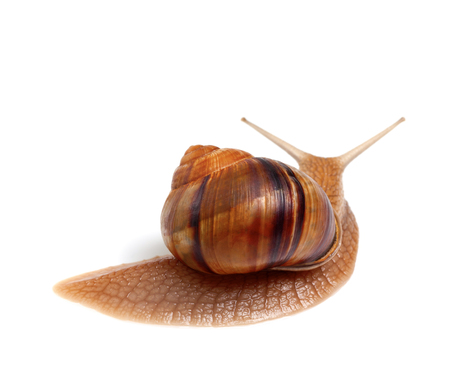 Snail isolated on white background. Back view.の写真素材