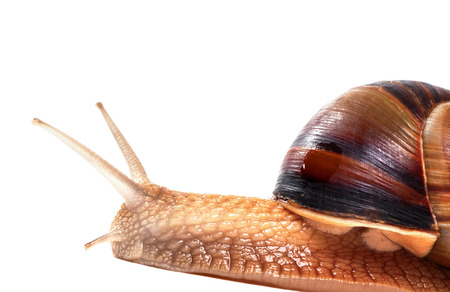 Snail isolated on white background. Close-up view. の写真素材