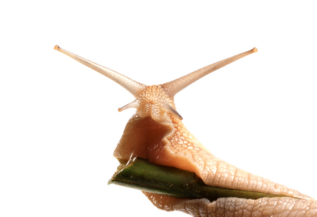 Snail crawling on bamboo stalk. Isolated on white background.の写真素材