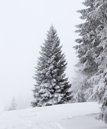 Frozen snow-covered fir in forest after snowfall and gray sky in fog at winter day. Carpathian Mountains, Ukraine.の写真素材