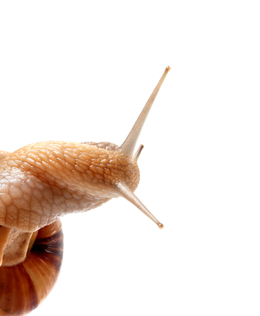 Part of snail isolated on white background. Close up view.の写真素材
