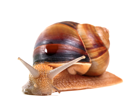 Snail isolated on white background. Close up view.の写真素材