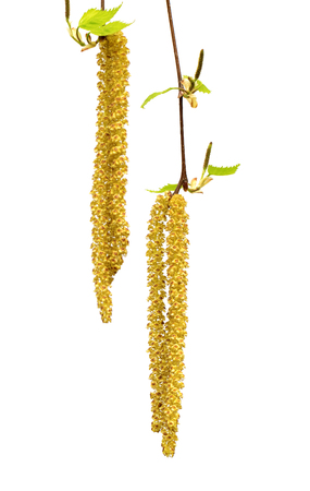 Spring twigs of birch with young leaves and catkins. Isolated on white background. Selective focus.の写真素材