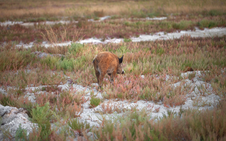 Young wild boar grazing in swamp at summer eveningの写真素材